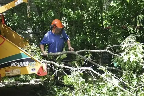 tree services Clementon